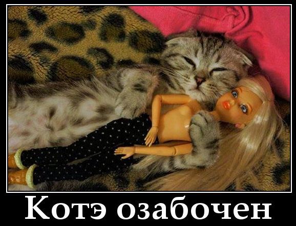 Котэ озабочен