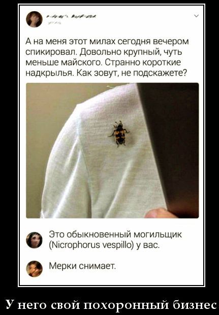А на меня этот милАх сегодня вечером спикировал. Довольно крупный, чуть меньше майского. Странно короткие надкрылья. Как зовут, не подскажете? Это обыкновенный могильщик (Nicrophorus vespillo) у вас. Мерки снимает.