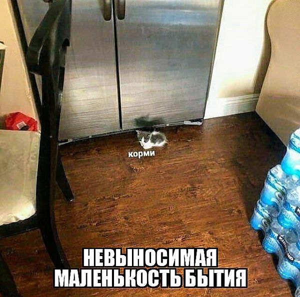 НЕВЫНОСИМАЯ МАЛЕНЬКОСТЬ БЫТИЯ
кормим