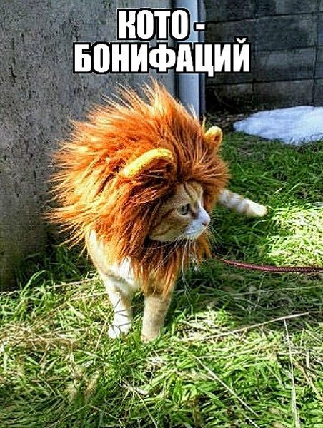 Кото - Бонифаций