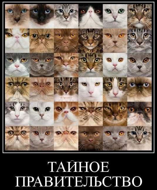 ТАЙНОЕ ПРАВИТЕЛЬСТВО