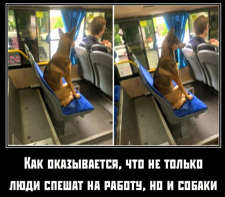 Как оказывается, что не только люди спешат на работу, но и собаки