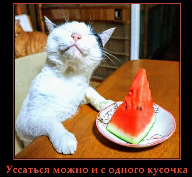 Уссатъся можно и с одного кусочка