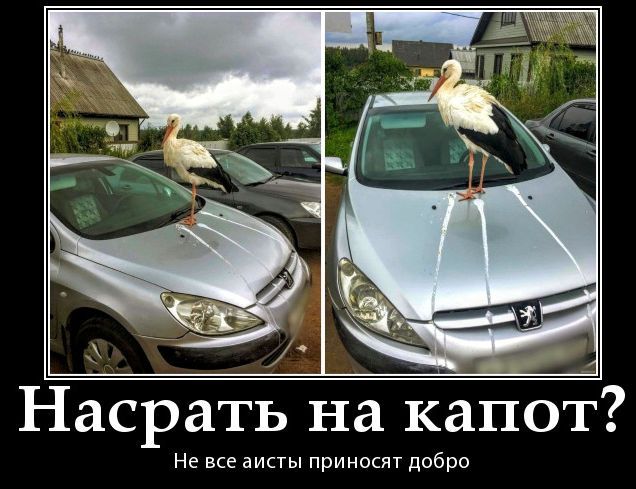 Насрать на капот? Не все аисты приносят добро