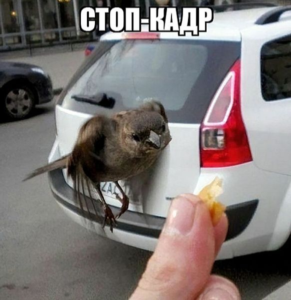 СТОП-кадр