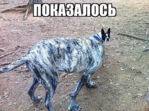 ПОКАЗАЛОСЬ