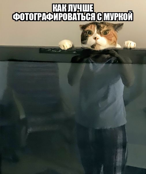 КАК ЛУЧШЕ ФОТОГРАФИРОВАТЬСЯ С МУРКОЙ