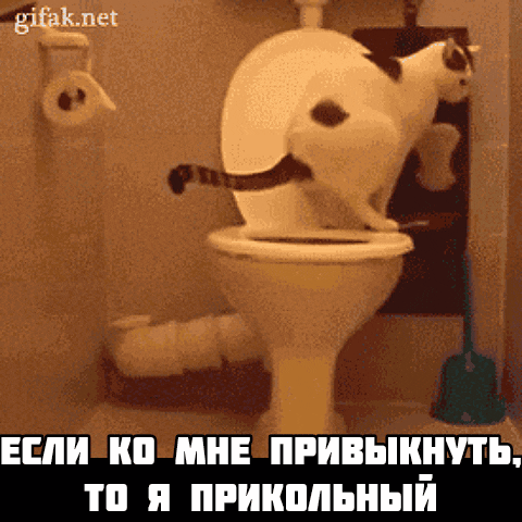 если ко мне привыкнуть, то я прикольный