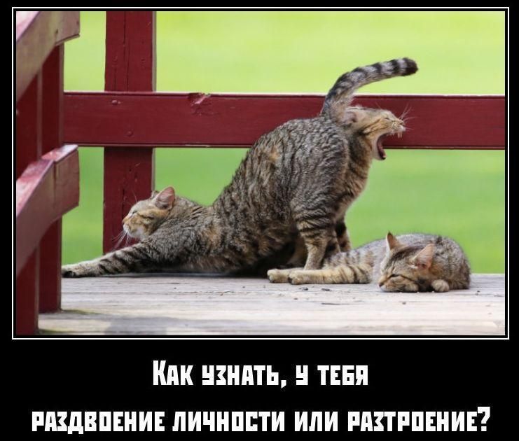 Как узнать, у тебя раздвоение личности или расстройство?