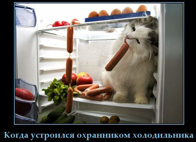 Когда устроился охранником холодильника