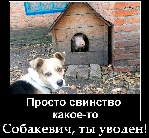 Просто свинство какое-то
Собакевич, ты уволен!
