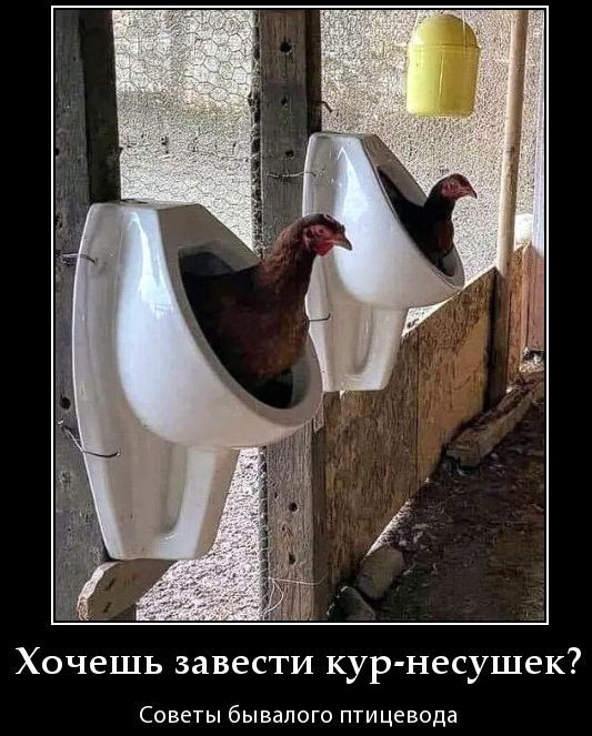 Хочешь завести кур-несушек?
Советы бывалого птицевода