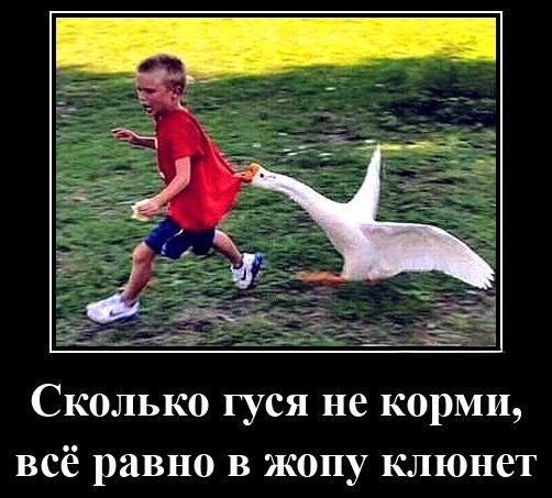 Сколько гуся не корми, всё равно в жопу клонет