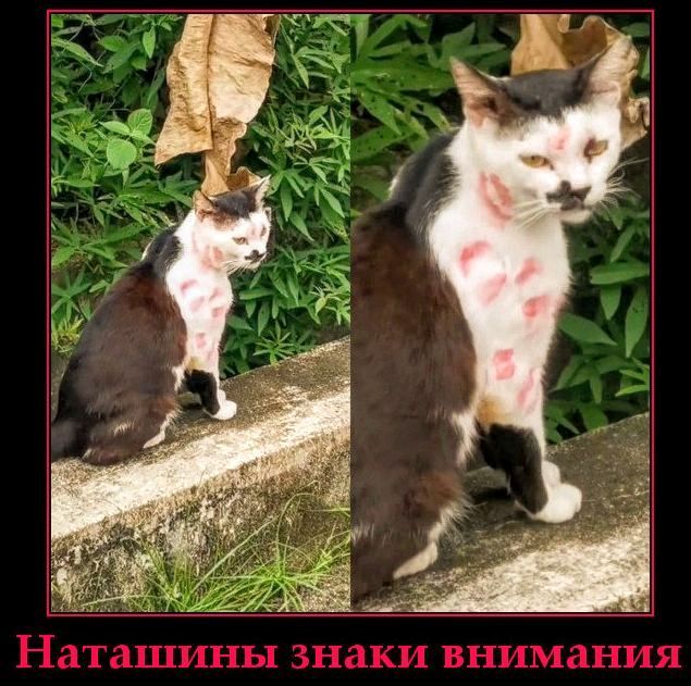Наташины знаки внимания
