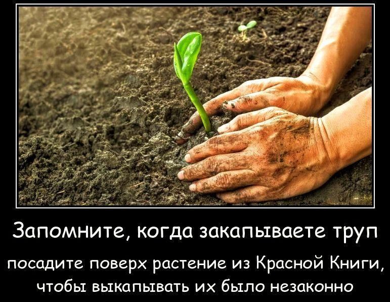 Запомните, когда закапываете труп посадите поверх растение из Красной Книги, чтобы выкапывать их было незаконно