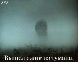 Вышел ёжик из тумана,