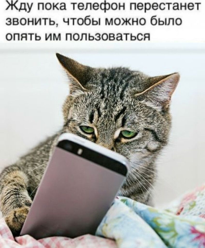 Жду пока телефон перестанет звонить, чтобы можно было опять им пользоваться.