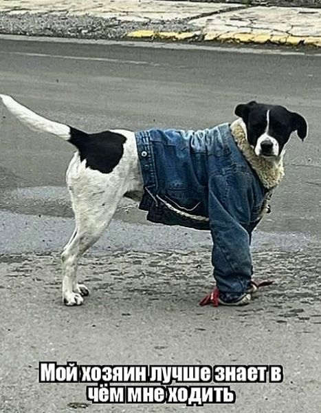 Мой хозяин лучше знает в чём мне ходить