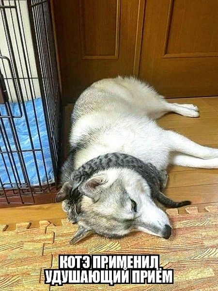 Котэ применил удушающий прием