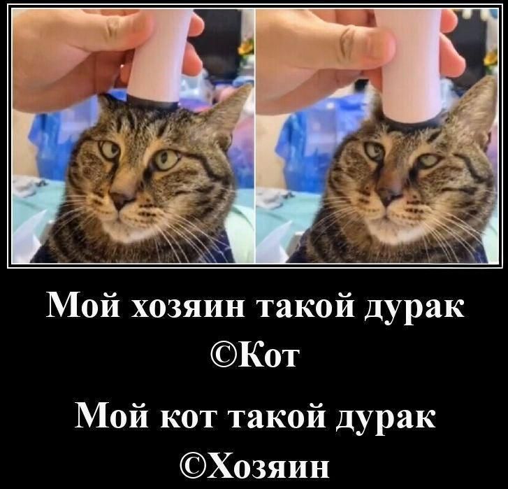 Мой хозяин такой дурак ©Кот
Мой кот такой дурак ©Хозяин