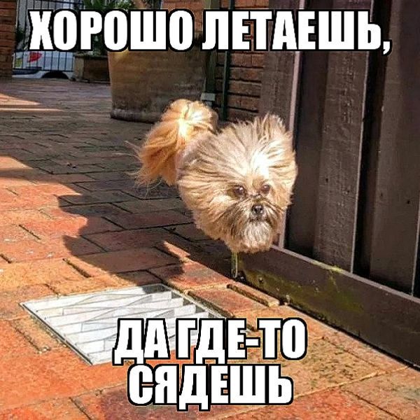 ХОРОШО ЛЕТАЕШЬ, ДА ГДЕ-ТО СЯДЕШЬ