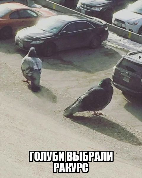 ГОЛУБИ ВЫБРАЛИ РАКУРС