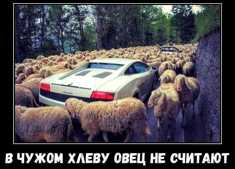 В чужом хлебу овец не считают