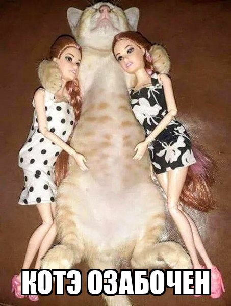 КОТЭ ОЗАБОЧЕН