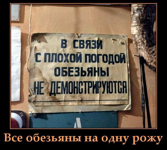 В связи с плохой погодой обезьяны не демонстрируются. Все обезьяны на одну рожу