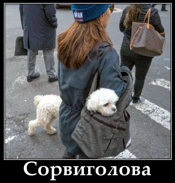 Сорвиголова