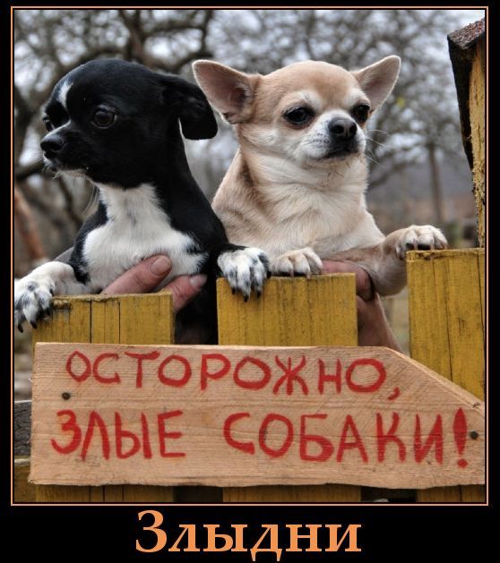 ОСТОРОЖНО, ЗЛЫЕ СОБАКИ! Злыдни