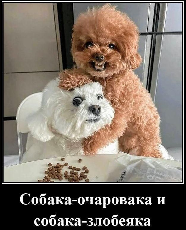 Собака-очаровaка и собака-злобеяка