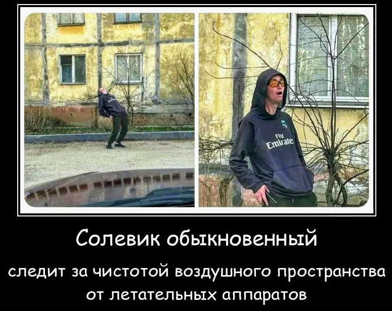 Солевик обыкновенный следит за чистотой воздушного пространства от летательных аппаратов