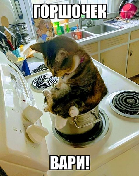 ГОРШОЧЕК ВАРИ!