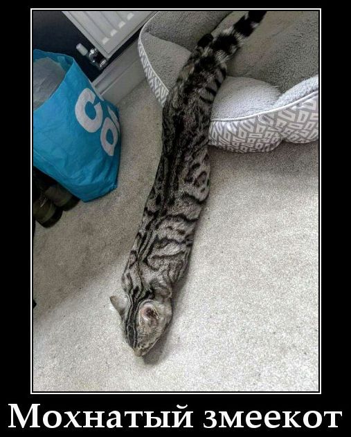 Мохнатый змеёк