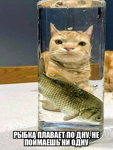 РЫБКА ПЛАВАЕТ ПО ДНУ, НЕ ПОЙМАЕШЬ НИ ОДНУ