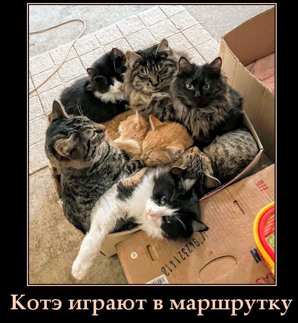 Котэ играют в маршрутку