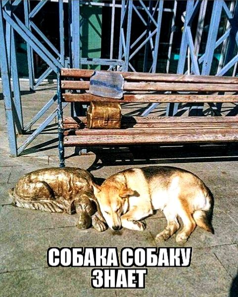 СОБАКА СОБАКУ ЗНАЕТ