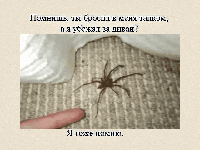 Помнишь, ты бросил в меня тапком, а я убежал за диван? Я тоже помню.