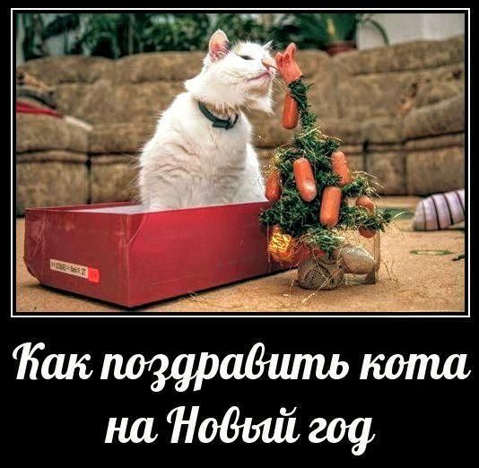 Как поздравить кота на Новый год