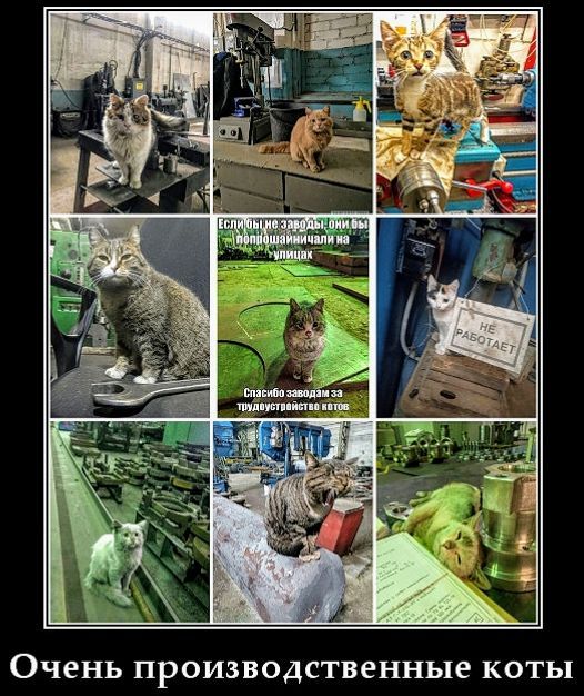 Очень производственные коты. Спасибо заводам за трудоустройство котов.