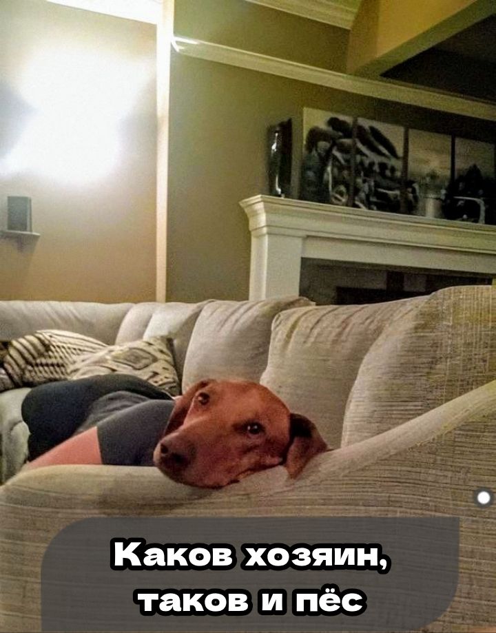 Каков хозяин, таков и пёс