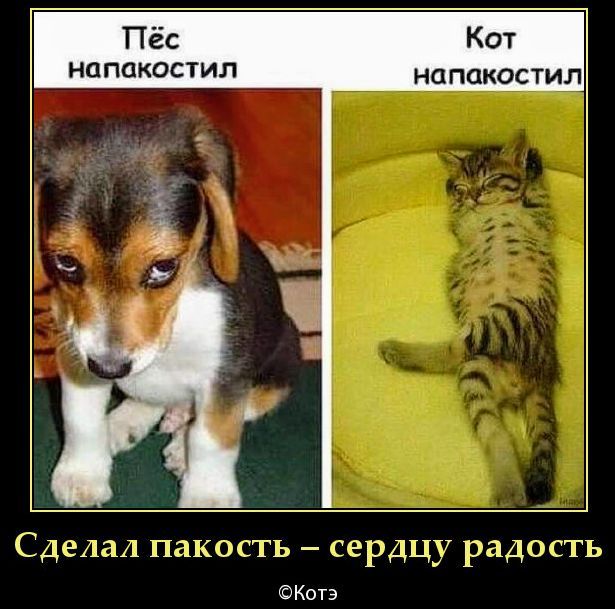 Пёс напакостил
Кот напакостил
Сделал пакость — сердцу радость