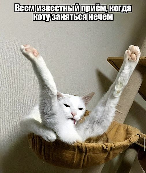 Всем известный прием, когда коту заняться нечем