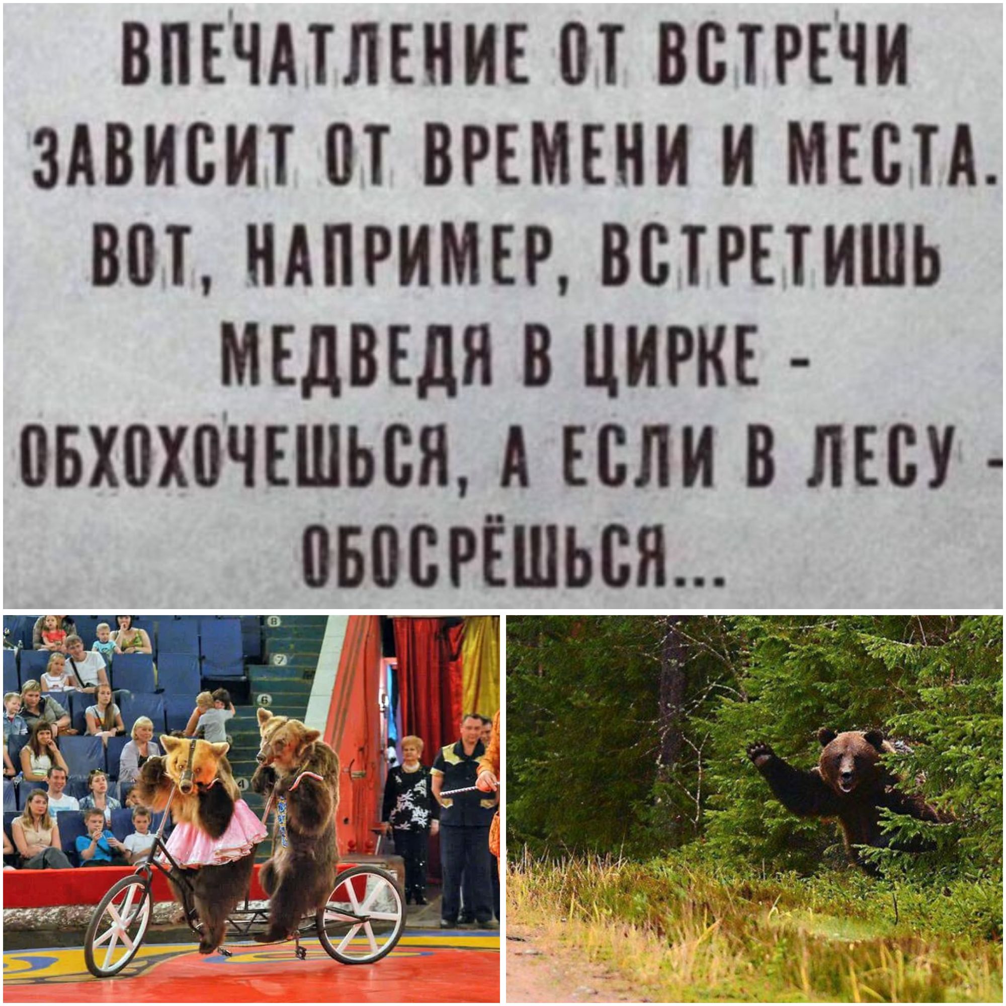 ВПЕЧАТЛЕНИЕ ОТ ВСТРЕЧИ ЗАВИСИТ ОТ ВРЕМЕНИ И МЕСТА. ВОТ, НАПРИМЕР, ВСТРЕТИШЬ МЕДВЕДЯ В ЦИРКЕ - ОБХОХОЧЕШЬСЯ, А ЕСЛИ В ЛЕСУ - ОБОСРЁШЬСЯ...
