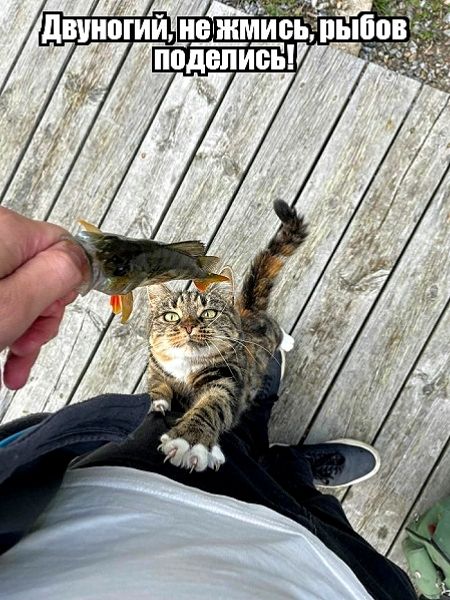Двуногий, нежмись, рыбов поделись!