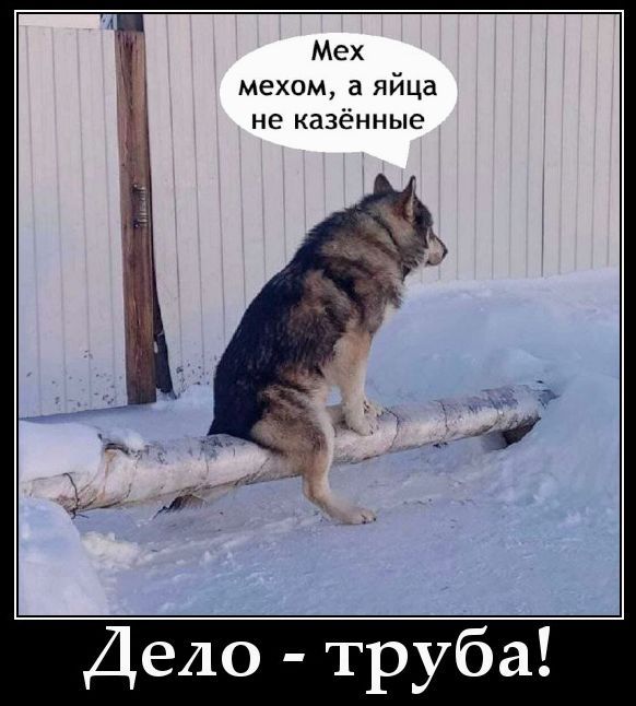 Мех мехом, а яйца не казённые. Дело - труба!