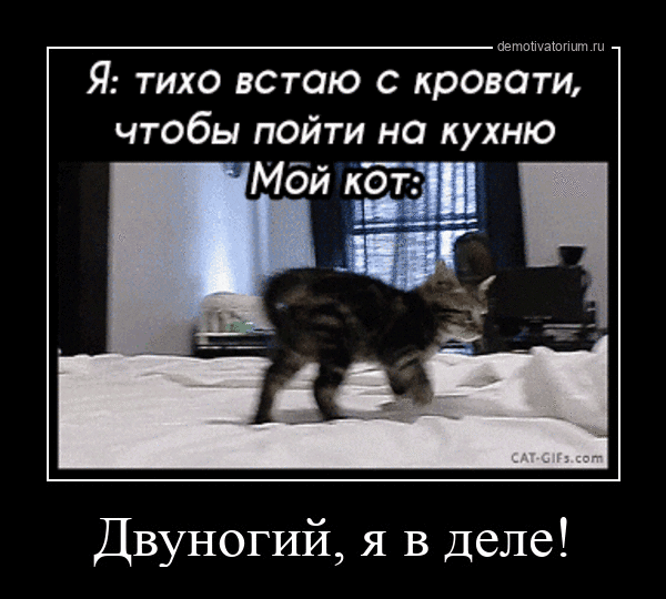 Я: тихо встаю с кровати, чтобы пойти на кухню Мой кот: Двуногий, я в деле!