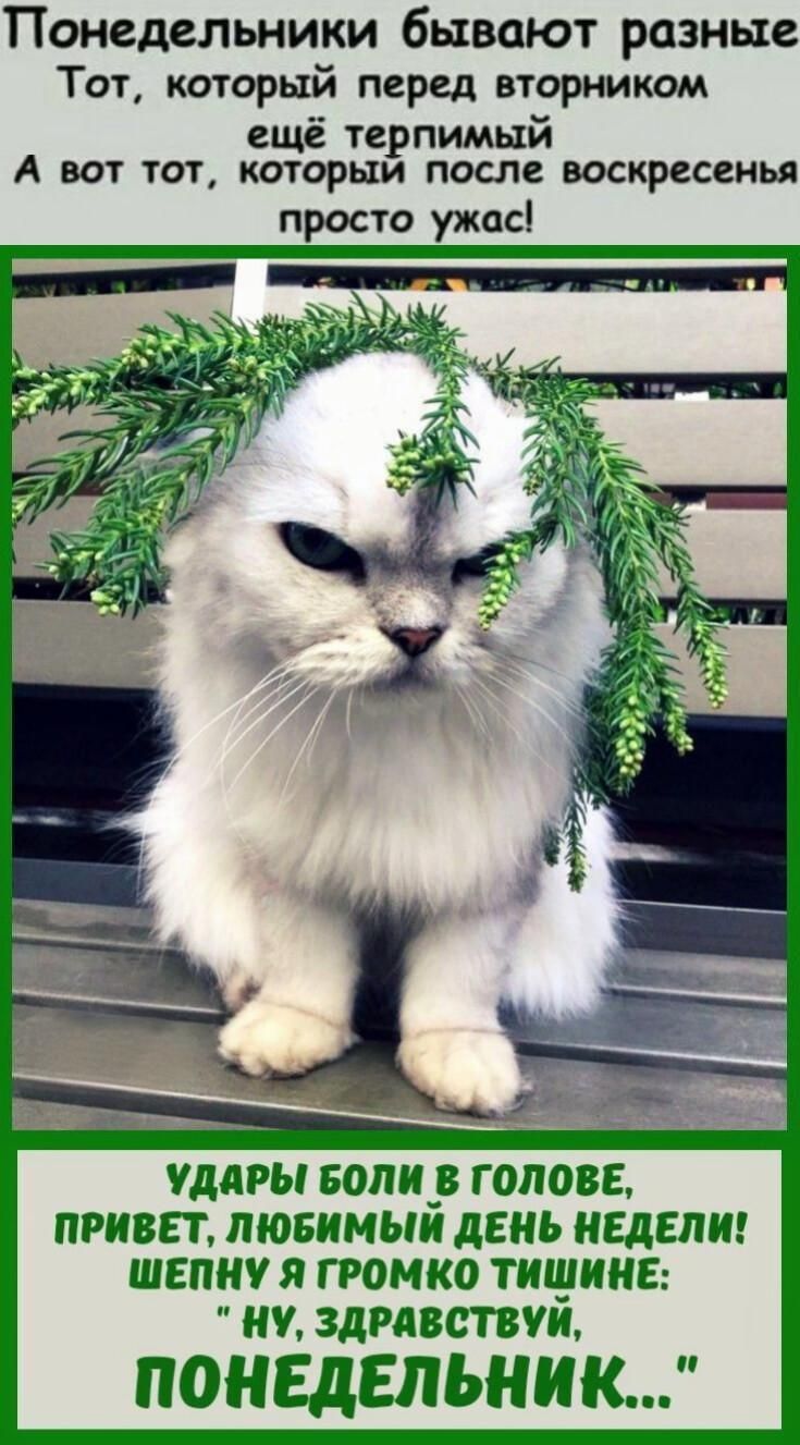 Понедельники бывают разные\nТот, который перед вторником ещё терпимый\nА вот тот, который после воскресенья просто ужас!\nУДАРЫ БОЛИ В ГОЛОВЕ, ПРИВЕТ, ЛЮБИМЫЙ ДЕНЬ НЕДЕЛИ! ШЕПНУ Я ГРОМКО ТИШИНЕ: 'Ну, здравствуй, ПОНЕДЕЛЬНИК...'