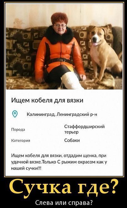 Ищем кобеля для вязки Калининград, Ленинградский р-н Порода Staffordshire Terrier Категория: Собаки Ищем кобеля для вязки, отдадим щенка, при удачной вязке. Только с рыжим окрасом как у нашей сучки!!!